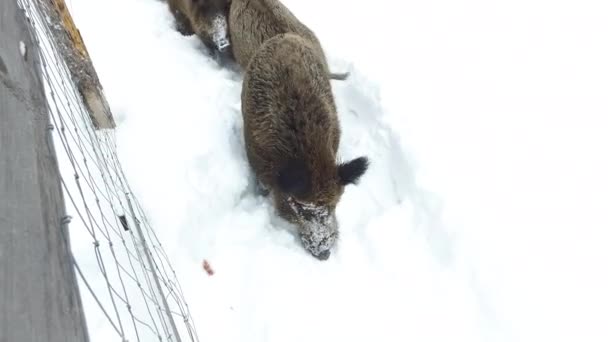 Javalis Neve Inverno Implorando Comida Vídeo Ultrahd — Vídeo de Stock