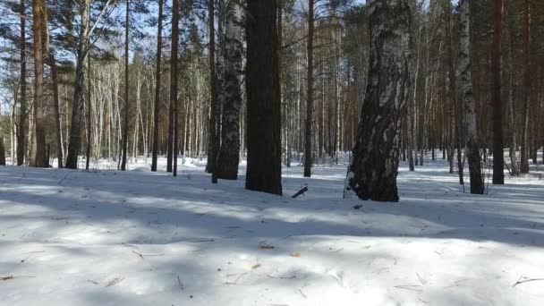 冬天下雪的森林与动物的足迹 — 图库视频影像