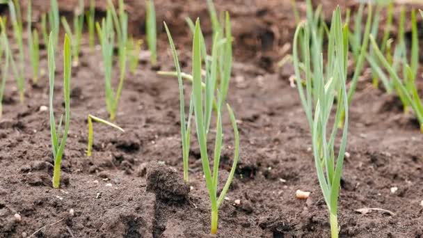 Young Garlic Growing Spring Garden Video — Stock Video