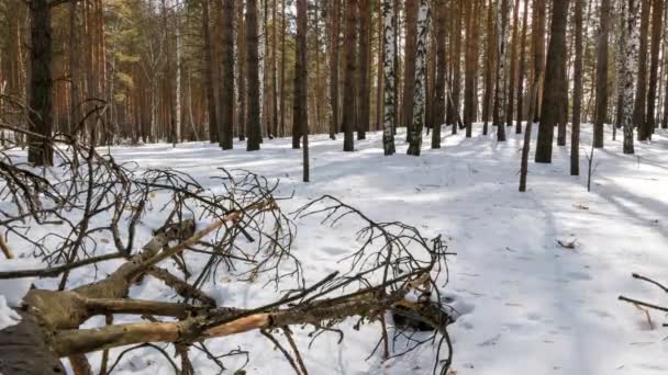 Bosque Soleado Invierno Con Árboles Nevados Timelapse Vídeo Ultrahd — Vídeo de stock