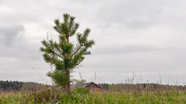小松树在田野上的云背景 时间流逝 — 图库视频影像