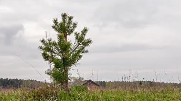 Młode Sosny Polu Tle Chmur Upływ Czasu Wideo — Wideo stockowe