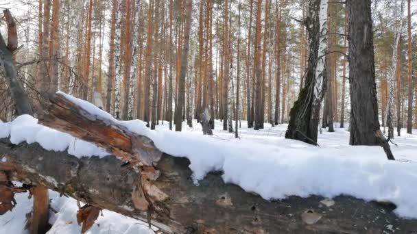 Trockene Bäume Verschneiten Winterwald — Stockvideo