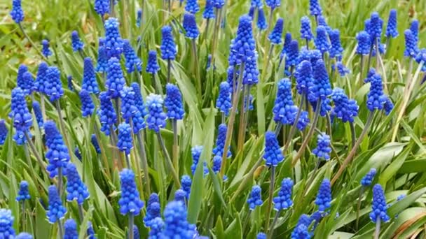 蓝色的花朵 Muscari 用滑块射击 Ultrahd — 图库视频影像