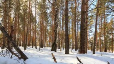 Güneşli kış orman karlı ağaçlarıyla Timelapse. Video. UltraHD (4k)