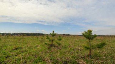 gökyüzü bulutlar ve yeşil çim, zaman atlamalı video ile. UltraHD (4k)