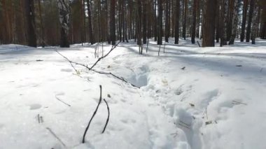 Hayvanların ayak izlerini kış karlı ormanı. Video.
