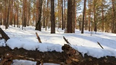 Güneşli kış orman karlı ağaçlarıyla Timelapse. Video. UltraHD (4k)