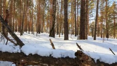 Güneşli kış orman karlı ağaçlarıyla Timelapse. Video. UltraHD (4k)