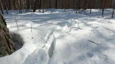Hayvanların ayak izlerini kış karlı ormanı. Video.