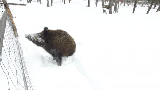 Jabalíes Salvajes Nieve Invierno Mendigando Comida Vídeo Ultrahd — Vídeos de Stock