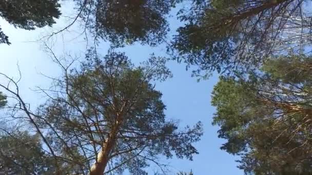 Vrcholky Stromů Zimě Borovice Bříza Rotace Video Ultrahd — Stock video