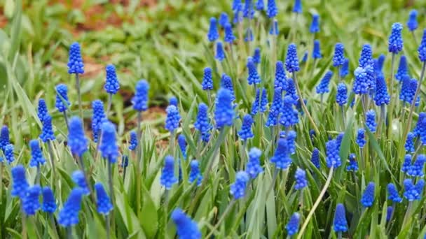 蓝色的花朵 Muscari 用滑块射击 Ultrahd — 图库视频影像