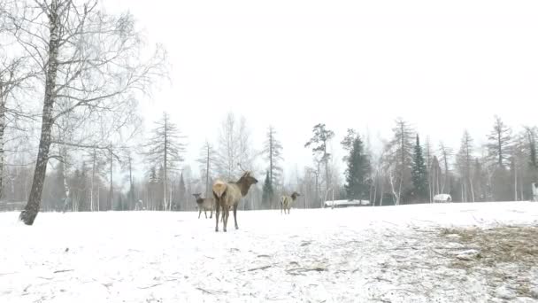 Marines Sul Campo Innevato Inverno Video — Video Stock