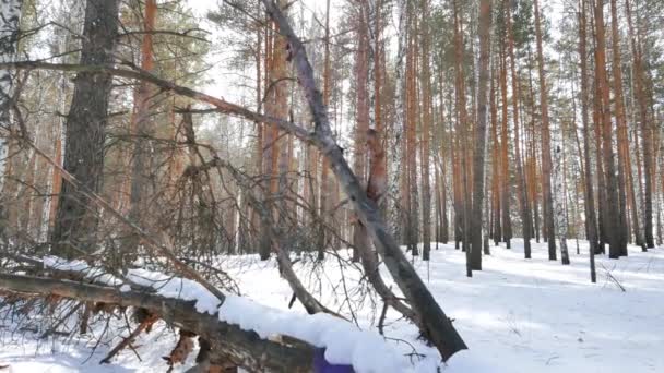 Сухие Деревья Снежном Зимнем Лесу — стоковое видео