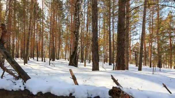 雪に覆われた木 タイムラプスで日当たりの良い冬の森 ビデオ Ultrahd — ストック動画
