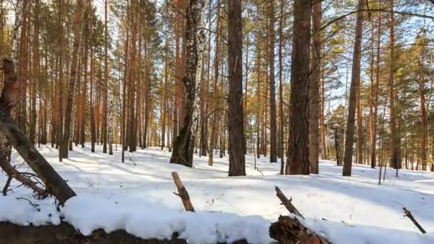 Forêt d'hiver ensoleillée avec des arbres enneigés, TimeLapse. Vidéo. UltraHD (4K )