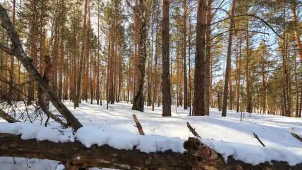 Forêt d'hiver ensoleillée avec des arbres enneigés, TimeLapse. Vidéo. UltraHD (4K )