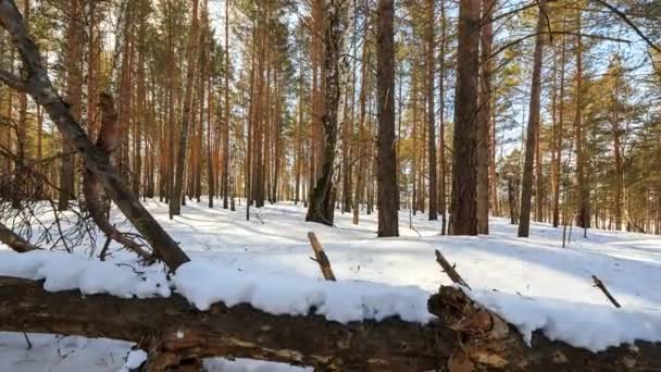 Forêt d'hiver ensoleillée avec des arbres enneigés, TimeLapse. Vidéo. UltraHD (4K )