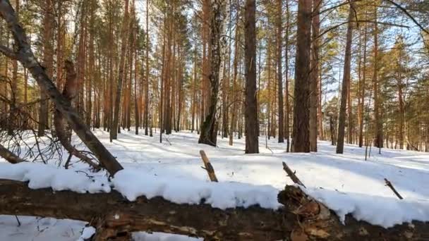 Zonnige Winter Bos Met Besneeuwde Bomen Timelapse Video Ultrahd — Stockvideo