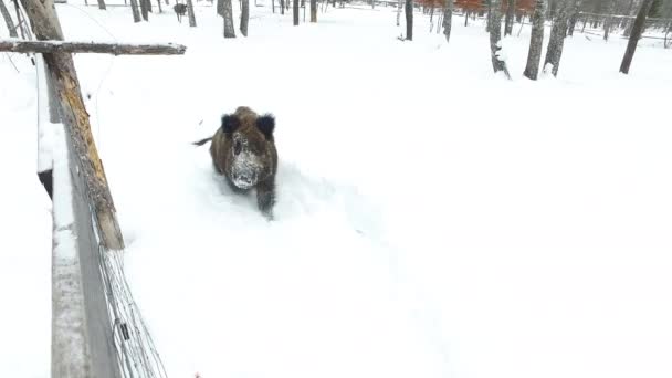 Yaban Domuzları Yiyecek Yalvarıyor Kışın Karda Video Ultrahd — Stok video