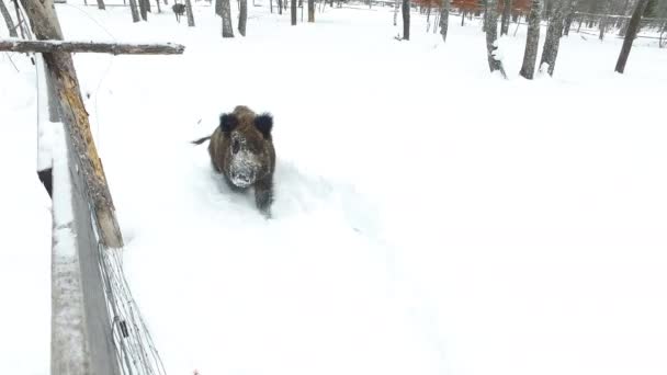 Javalis Neve Inverno Implorando Comida Vídeo Ultrahd — Vídeo de Stock