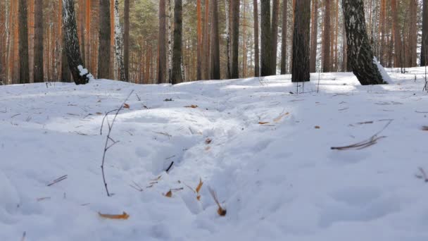 Ombre Dagli Alberi Nella Neve Foresta Invernale Video Ultrahd — Video Stock