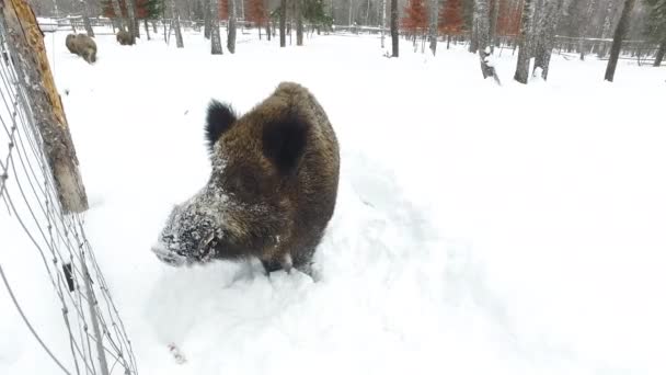 Cinghiali Sulla Neve Inverno Mendicare Cibo Video Ultrahd — Video Stock