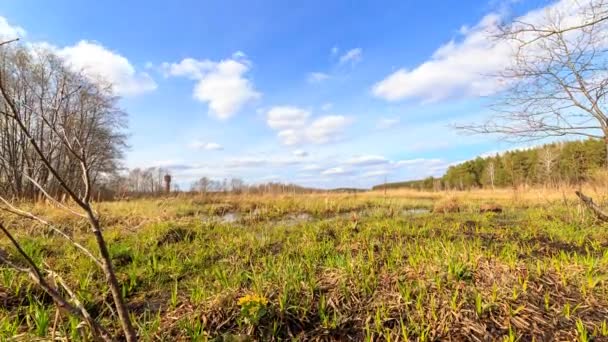 Pantano Primavera Tomado Con Uso Control Deslizante Time Lapse Vídeo — Vídeo de stock