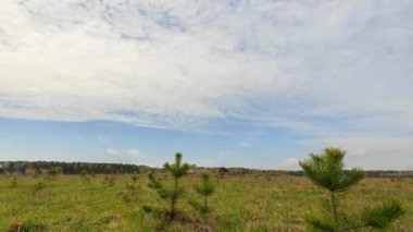 gökyüzü bulutlar ve yeşil çim, zaman atlamalı video ile. UltraHD (4k)