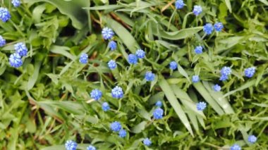 Mavi çiçekler Muscari, kaydırıcı ile vurdu. Video. UltraHD (4k)