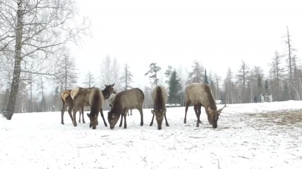 Marines Sul Campo Innevato Inverno Video — Video Stock