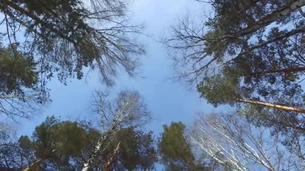 Winter Forest Boven Video Ultrahd — Stockvideo
