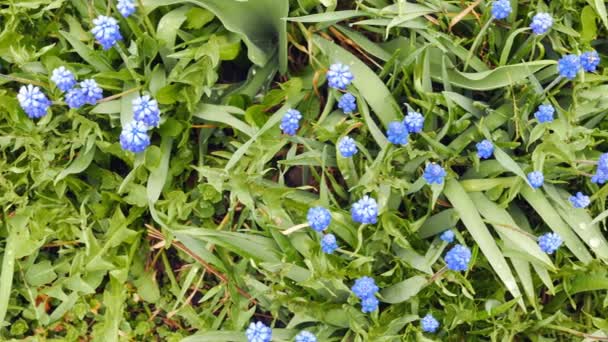 Blauwe Bloemen Muscari Geschoten Met Schuifregelaar Video Ultrahd — Stockvideo