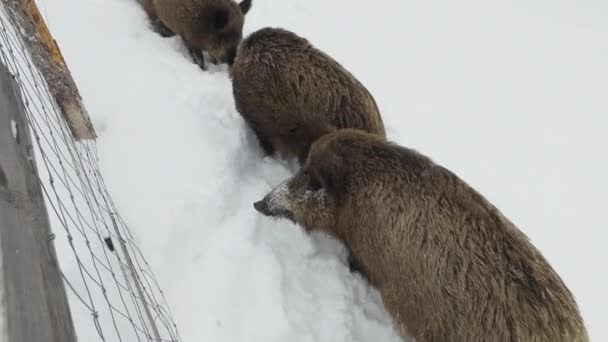 Jabalíes Salvajes Nieve Invierno Mendigando Comida Vídeo Ultrahd — Vídeos de Stock