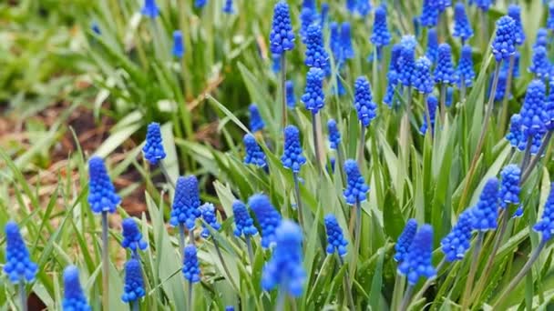 蓝色的花朵 Muscari 用滑块射击 Ultrahd — 图库视频影像