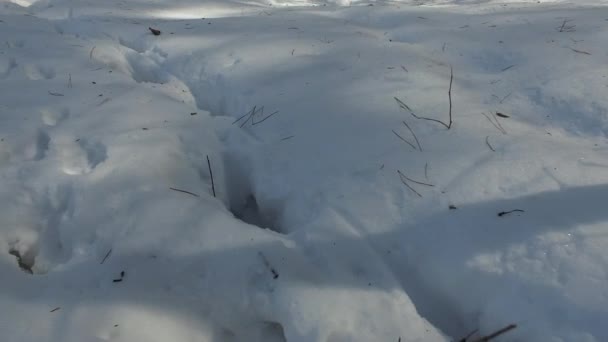 Bosque Nevado Invierno Con Pisadas Animales Vídeo — Vídeos de Stock