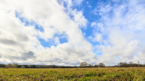 Junges Gras Auf Einem Wolkenhintergrund Frühling Schieber Hdr Zeitraffer Video — Stockvideo