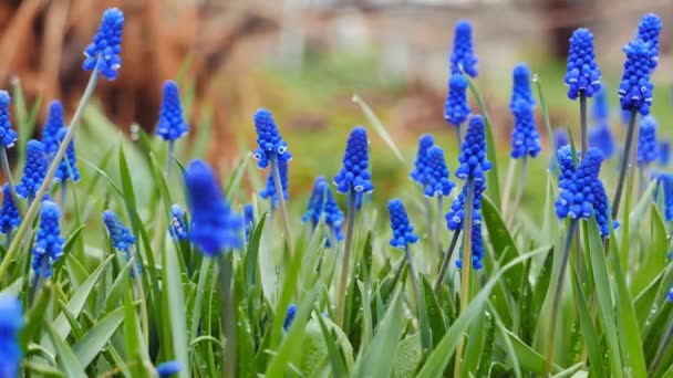 Blauwe Bloemen Muscari Geschoten Met Schuifregelaar Video Ultrahd — Stockvideo