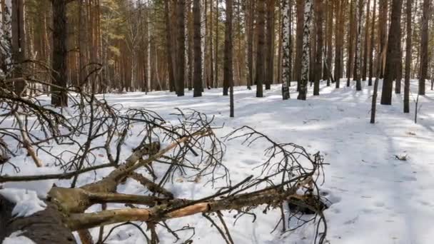 Zonnige Winter Bos Met Besneeuwde Bomen Timelapse Video Ultrahd — Stockvideo