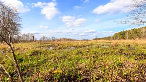 Wiosną Bagno Zrobione Pomocą Suwaka Upływ Czasu Wideo — Wideo stockowe