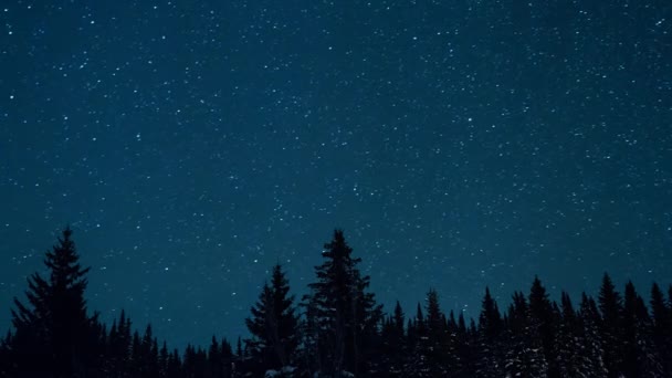 夜景の美しい星空 モミの木や月の上昇は ビデオ Ultrahd — ストック動画