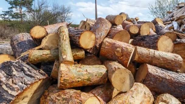 Heap Pine Logs Time Lapse Video Ultrahd — Stock Video