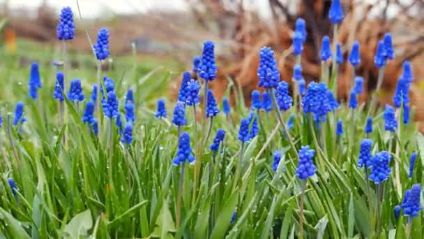 Fleurs bleues Muscari, prises avec curseur. Vidéo. UltraHD (4K )