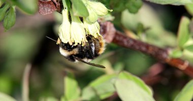 Bumblebee Hanımeli çiçekleri pollinates. Sprin