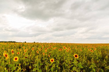 bulutlu havalarda ayçiçeği tarlası