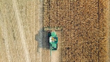 Mısır hasat. Hasat alanından Mısır toplamak. Rusya 