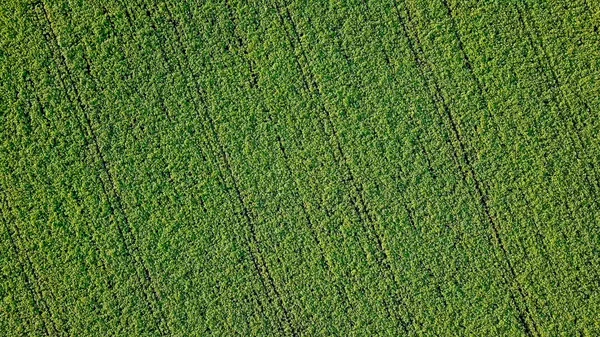 Létání nad pole brambor. Hlava nad střílel Flight — Stock fotografie