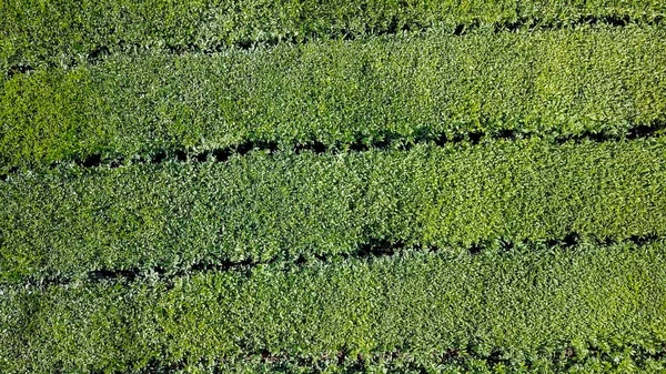 Flight over tea plantation. Krasnodar, Sochi, Russia — Stock Photo, Image