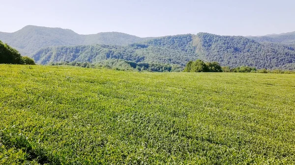 Vuelo sobre la plantación de té. Krasnodar, Sochi, Rusia — Foto de Stock